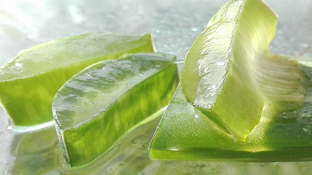 plante aloe vera