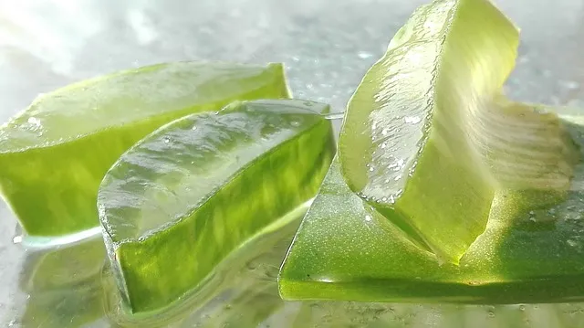 plante aloe vera