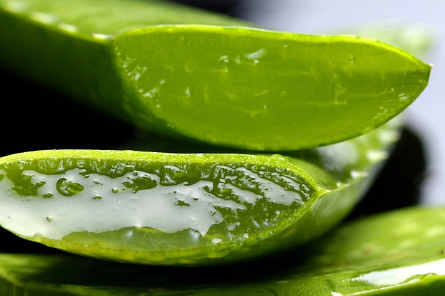 utilisation aloe vera